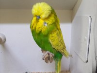 Show jumbo muhabbet kuşu