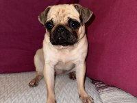 UYGUNA SAFKAN A+ KALİTE PUG MOPS ŞU AN KIZANDA
