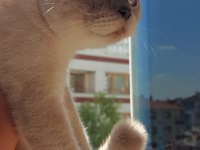 Scottish fold kedisi