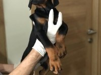 DİŞİ AVRUPA DOBERMAN YAVRULARI