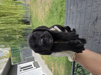2 AYLIK ERKEK CANE CORSO KÖPEKLER SİYAH DİŞİLER BLUE