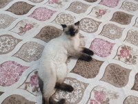 British blue point