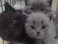 3 british kedisi yavrusu 2 aylık
