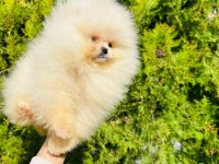 POMERANİAN BOO YAVRUMUZ