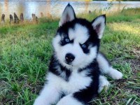 Husky Sibirya Kurdu
