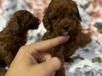 A kalite Kore Prenses Poodle