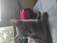 Russian blue kızıma güvenilir aile 14 aylık