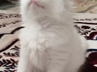 Tatlı Kedim Olgam
