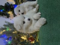 Kar beyaz samoyed yavrular