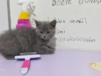 Erkek british shorthair yavrumuza yuva arıyoruz