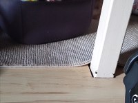 3.5 aylık dış yorkshine terrier