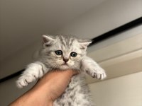 2 aylık erkek british shorthair yavrular