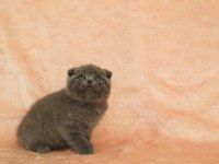 Minik scottish fold bebekler