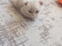 2 aylık miniklerimiz yuva arıyor safkan anne babadan olma