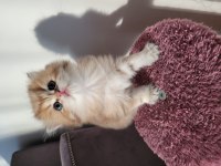 Safkan Golden British Longhair Yavrularım