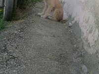 Yavru terrier oğlan sokakta