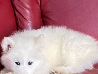 Harika samoyed bebeklerim