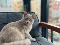 Sahiplendirilecek british shorthair kedimiz