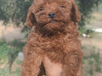 Kore poodle erkek yavru