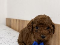 Poodle Bebekleri