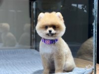 Sağlık Ve Irk Garantili Pomeranian