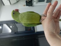 El besleme bebek pakistan papağanı