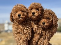 Petmode köpek çiftliğenden toy poodle yavrular