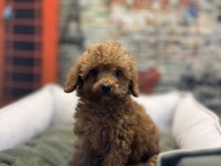 Toy Poodle Güzelliği @petclubadanaa