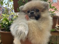 POMERANİAN DİŞİ PRENSESİMİZ