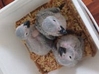 Bebek Jako Papağanı