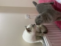 Scottish Fold Erkek 9 aylık ilk aşısı tam
