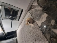 Sevimli maltipoo yavrumuz