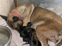 Saf kan malinois