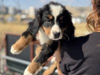Petmode köpek çiftliğinden bernese yavrularımız