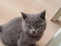 British Longhair Küçük Yavrularımız