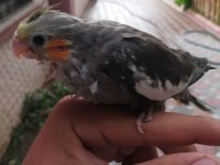 Bebek daha yem yemeye başlamadı bile sultan papağanı