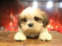 Ev Ortamında Büyüyen Safkan Shih Tzu Yavruları