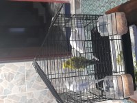 3 adet üretime uygun muhabbet kuşu