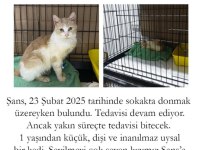 1 YAŞINDAN KÜÇÜK DİŞİ SARMAN