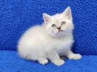YENİ YUVASINA GİTMEYE HAZIR  BRİTİSH PONÇİK