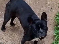 GENÇ DİŞİ FRENCH BULLDOG KALİTELİ