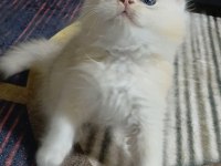 British Longhair 35 Günlük
