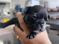 4 erkek ve 1 dişi french bulldog