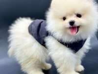 Safkan pomeranian yavruları