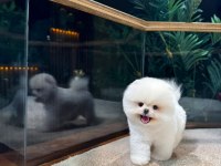 Safkan Teddy Bear Kore Pomeranian Yavrularımız