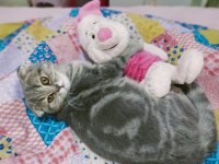 SAHİPLENDİRME Scottish Fold