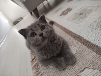 Acil sahiplendirilecek dişi scottish fold