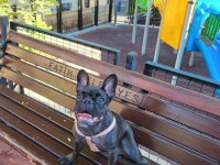 6 aylık dişi french bulldog
