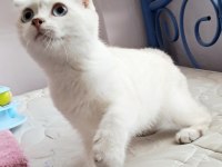 Scottish fold point dişi