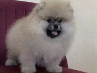 Pomeranian Boo Teddy Bear Üst Kalite